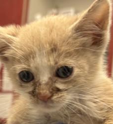 Shelter Stray Female Cat last seen Sheridan Blvd and W 53rd Pl, Arvada, CO, 80002, 580 McIntyre St, Golden, CO 80401, USA
