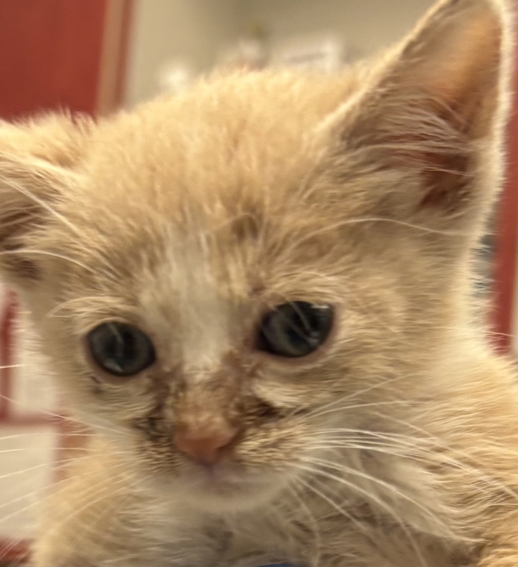 Shelter Stray Female Cat last seen Sheridan Blvd and W 53rd Pl, Arvada, CO, 80002, 580 McIntyre St, Golden, CO 80401, USA