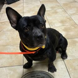 Shelter Stray Male Dog last seen NE 223rd & NE Halsey St, FAIRVIEW, OR, 97024, 1700 W Historic Columbia River Hwy, Troutdale, OR 97060, USA