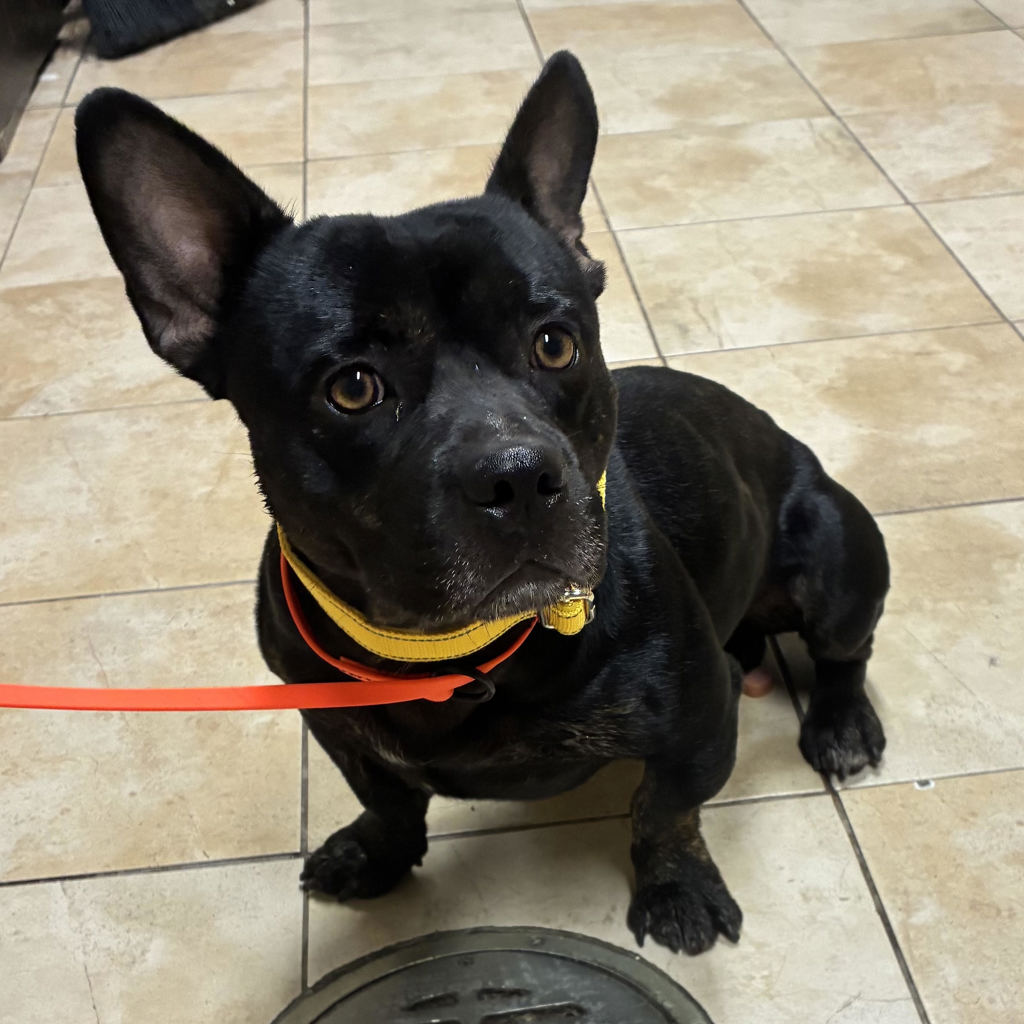 Shelter Stray Male Dog last seen NE 223rd & NE Halsey St, FAIRVIEW, OR, 97024, 1700 W Historic Columbia River Hwy, Troutdale, OR 97060, USA