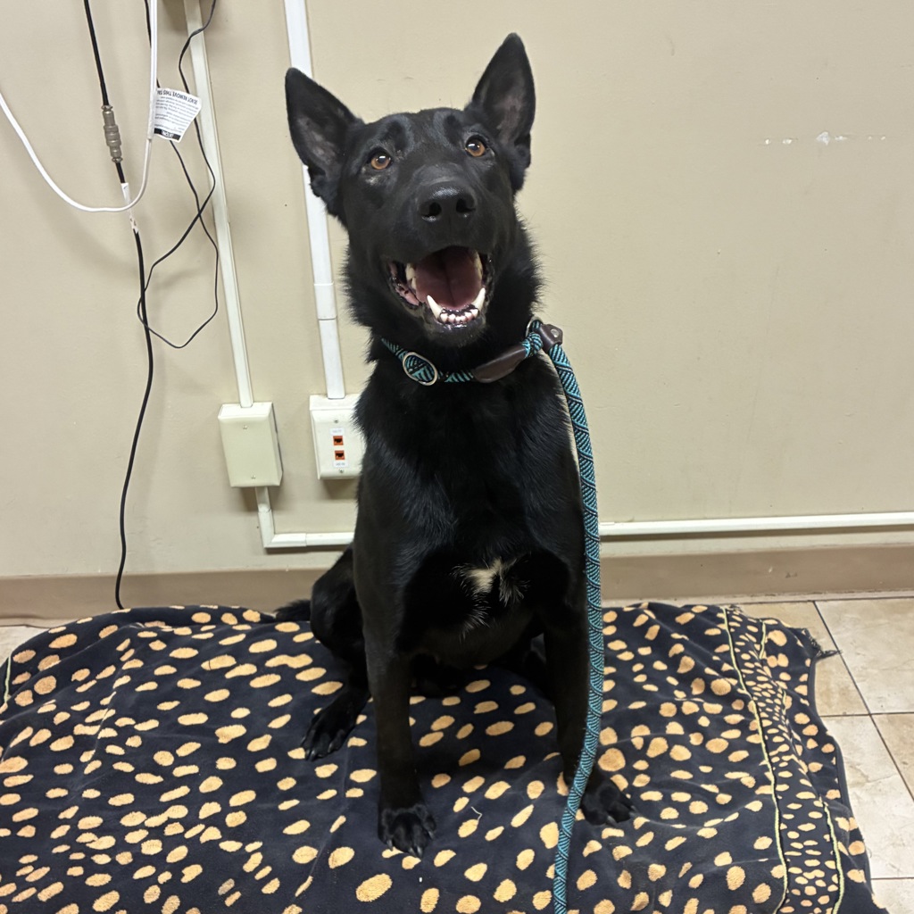 Shelter Stray Male Dog last seen 257th and Stark, GRESHAM, OR, 97030, 1700 W Historic Columbia River Hwy, Troutdale, OR 97060, USA