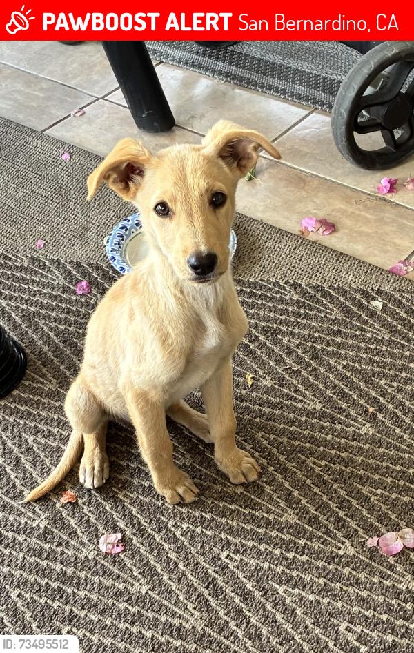Lost Male Dog last seen Northpark elementary, San Bernardino, CA 92407