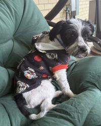 Found/Stray Male Dog last seen S Yearling Road Columbus Ohio, Whitehall, OH 43213