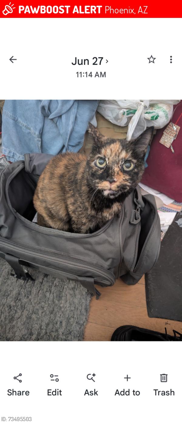 Lost Female Cat last seen 13th ave & Rose Garden, Phoenix, AZ 85027