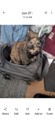 Lost Female Cat last seen 13th ave & Rose Garden, Phoenix, AZ 85027