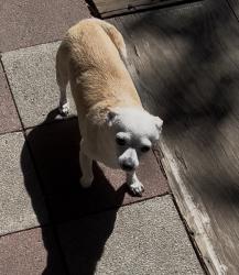 Reunited Female Dog last seen Phelan mclaughlin and lucretia, San Jose, CA 95122