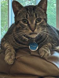 Reunited Male Cat last seen Alpine and Tamarack, Grand Rapids, MI 49504