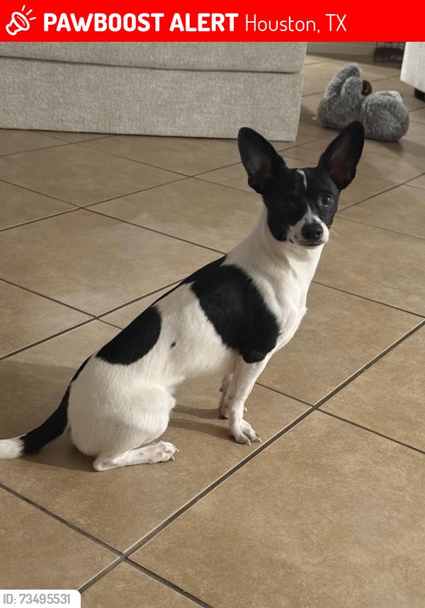 Lost Male Dog last seen Trail Lake, Houston, TX 77045