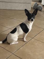 Lost Male Dog last seen Trail Lake, Houston, TX 77045