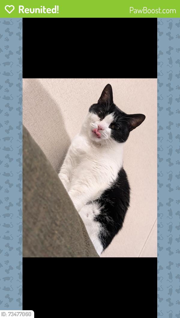Reunited Female Cat last seen Orchard Way Mobile Home Park, Auburn, AL 36832