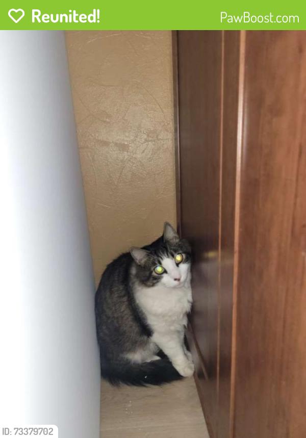 Reunited Male Cat last seen Abram’s and Collins, Arlington, TX 76010