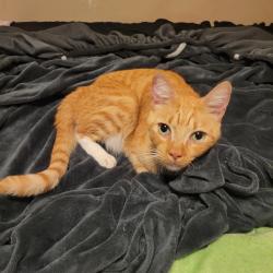 Found/Stray Male Cat last seen Across from the water treatment plant, Monroe, GA 30655