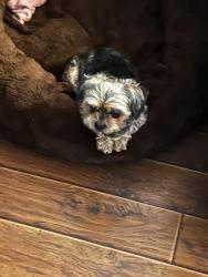 Reunited Male Dog last seen Cameron St, Scott, LA 70583