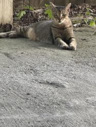 Lost Male Cat last seen eisenhower st saint rose la, Saint Rose, LA 70087