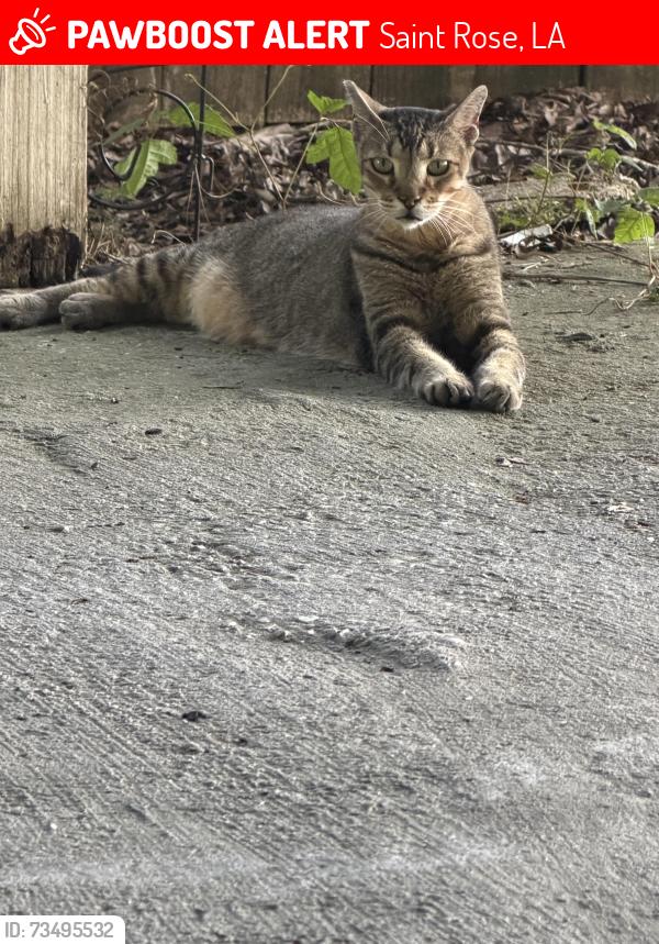 Lost Male Cat last seen eisenhower st saint rose la, Saint Rose, LA 70087