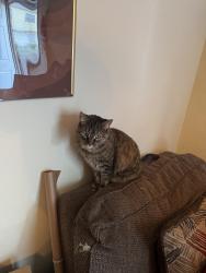 Reunited Female Cat last seen Monaegan Ct & Still Meadows Dr., Severn, MD 21144