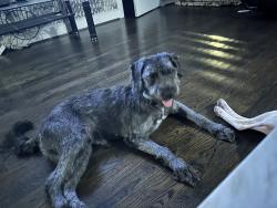 Lost Female Dog last seen Stuart St & Elgin, Houston, TX 77004