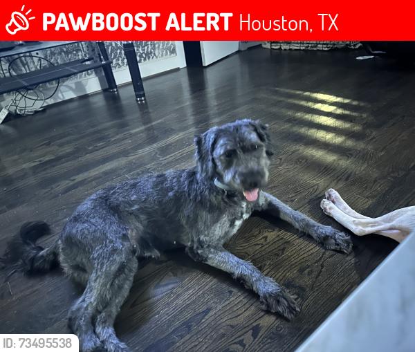 Lost Female Dog last seen Stuart St & Elgin, Houston, TX 77004