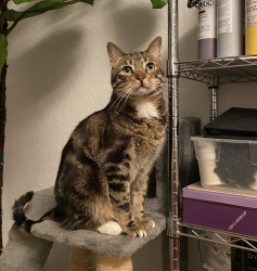 Reunited Male Cat last seen Orinda and Olympiad Dr, View Park-Windsor Hills, CA 90043