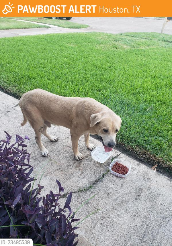 Found/Stray Male Dog last seen Alta Mesa Dr. 77083, Houston, TX 77083