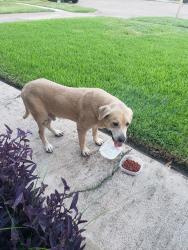 Found/Stray Male Dog last seen Alta Mesa Dr. 77083, Houston, TX 77083