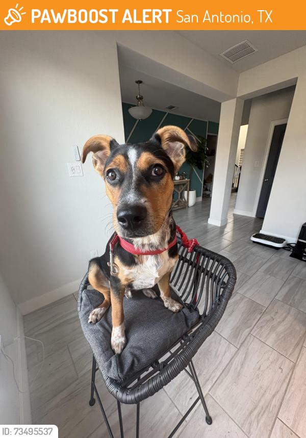 Found/Stray Male Dog last seen Potranco Road & Gobester st San Antonio, TX, USA, San Antonio, TX 78245