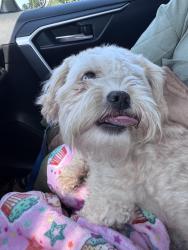 Reunited Male Dog last seen Behind the sugar creek health center in the neighborhood, Charlotte, NC 28206