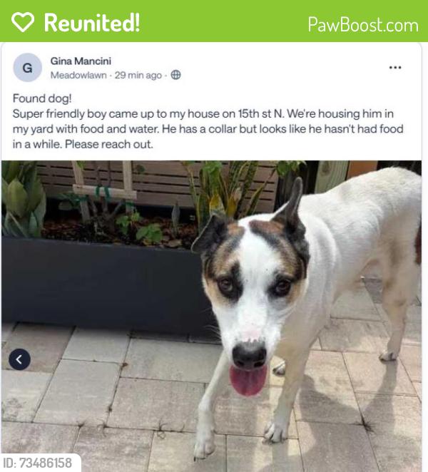 Reunited Male Dog last seen 15th St N Meadowlawn, St. Petersburg, FL 33702