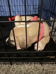 Found/Stray Female Dog last seen Spring loop & tarrow st., College Station, TX 77840