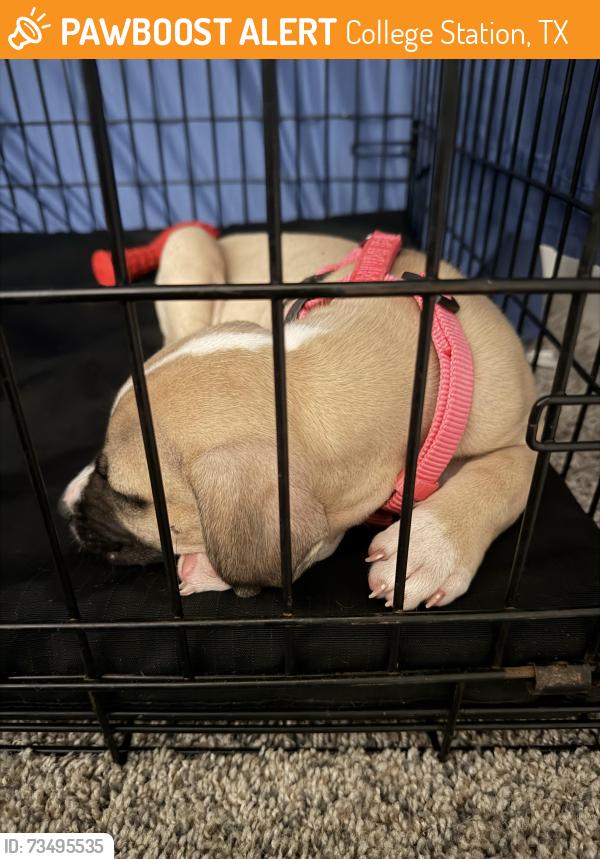 Found/Stray Female Dog last seen Spring loop & tarrow st., College Station, TX 77840