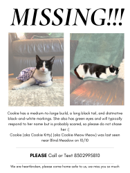 Lost Female Cat last seen Foster Meadow, San Antonio, TX 78222