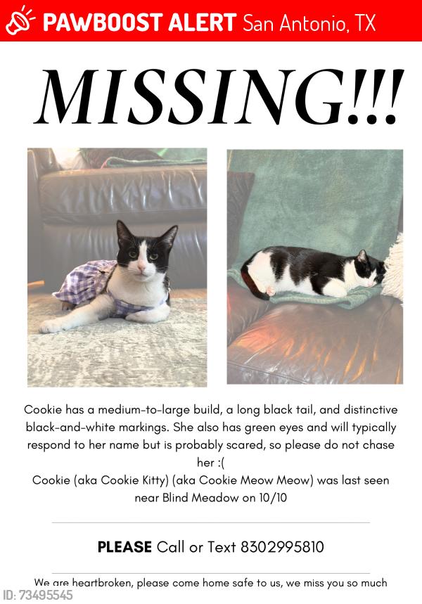Lost Female Cat last seen Foster Meadow, San Antonio, TX 78222