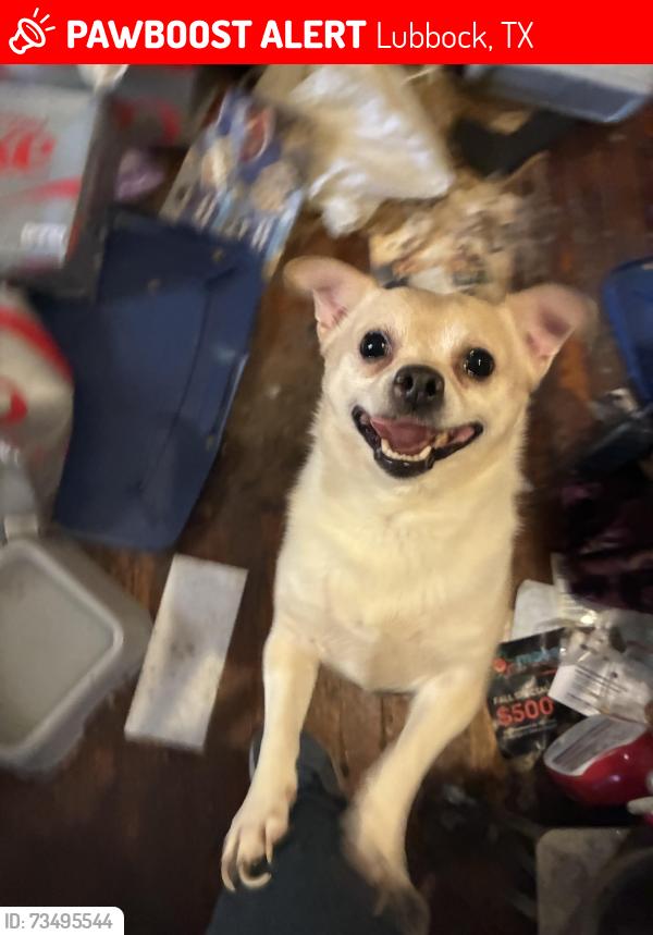 Lost Male Dog last seen 22nd and elgin, Lubbock, TX 79410
