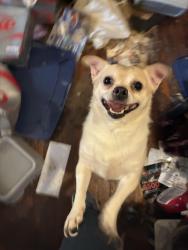 Lost Male Dog last seen 22nd and elgin, Lubbock, TX 79410