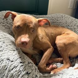 Shelter Stray Female Dog last seen , 361 S Raymond Ave, Pasadena, CA 91105, USA