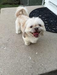Reunited Male Dog last seen 35th and Trail Ridge Dr, Independence, MO 64055