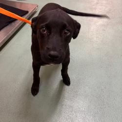Shelter Stray Female Dog last seen , 2350 Appling City Cove, Memphis, TN 38133, USA