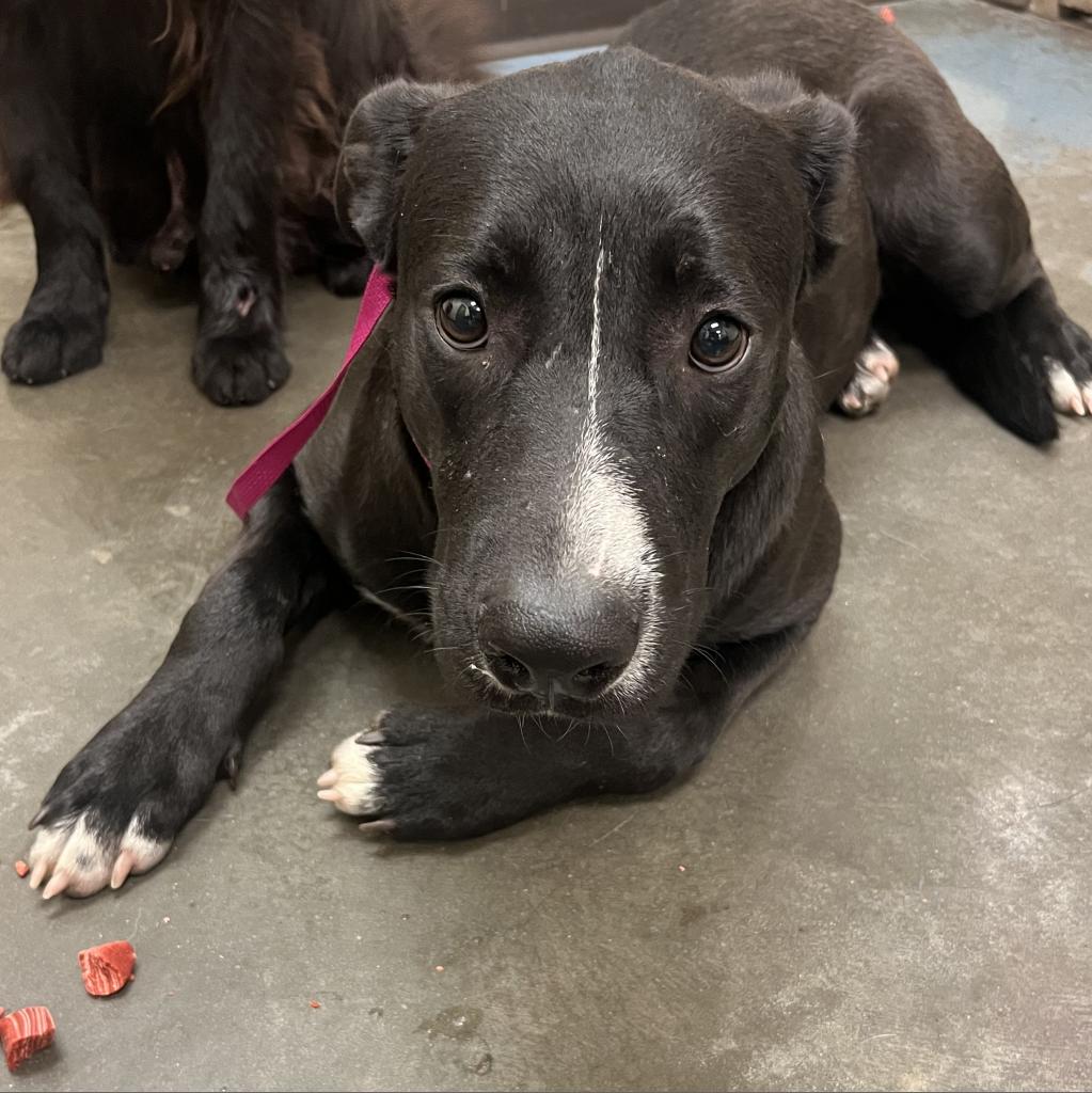 Shelter Stray Female Dog last seen , 2350 Appling City Cove, Memphis, TN 38133, USA