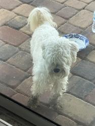Reunited Unknown Dog last seen Longleaf branch drive, Jacksonville, FL 32222