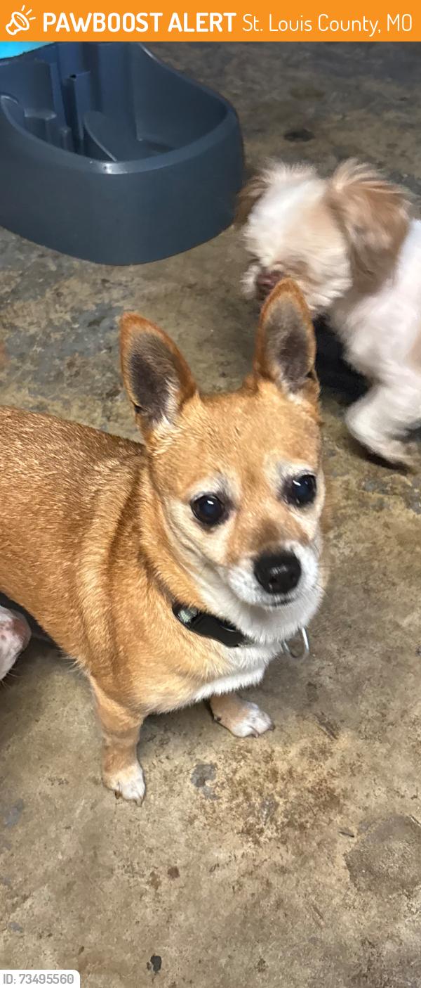 Found/Stray Female Dog last seen Endicott Ave and Ramona Ave St John, St. Louis County, MO 63121
