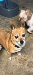 Found/Stray Female Dog last seen Endicott Ave and Ramona Ave St John, St. Louis County, MO 63121