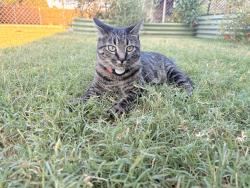 Reunited Female Cat last seen Glade, NW 26th Street, NW 25th Street, Bethany, OK 73008