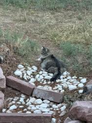 Lost Male Cat last seen Near W Simpson St, Lafayette, CO 80026