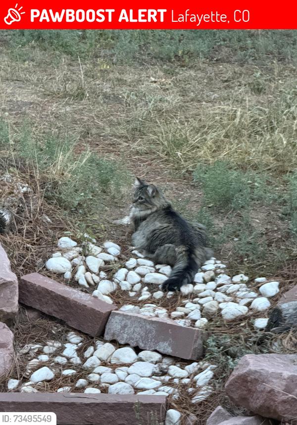 Lost Male Cat last seen Near W Simpson St, Lafayette, CO 80026
