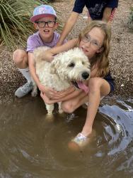 Found/Stray Male Dog last seen Pinnacle peak and tatum, Phoenix, AZ 85050