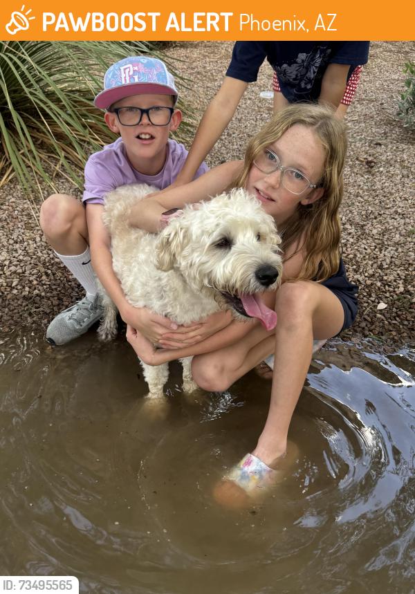Found/Stray Male Dog last seen Pinnacle peak and tatum, Phoenix, AZ 85050
