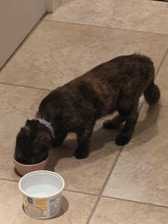 Found/Stray Unknown Cat last seen Wadsworth and Chatfield, Littleton, CO 80128