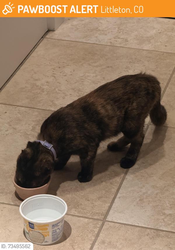 Found/Stray Unknown Cat last seen Wadsworth and Chatfield, Littleton, CO 80128