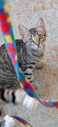Lost Female Cat last seen Norwood Ave., Fleet Street (cross street Greenwood Ave), Oakland, CA 94602