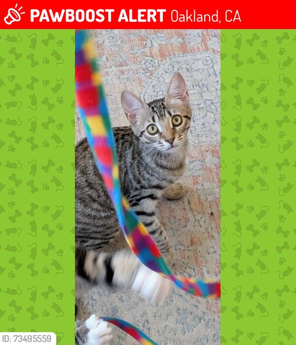 Lost Female Cat last seen Norwood Ave., Fleet Street (cross street Greenwood Ave), Oakland, CA 94602